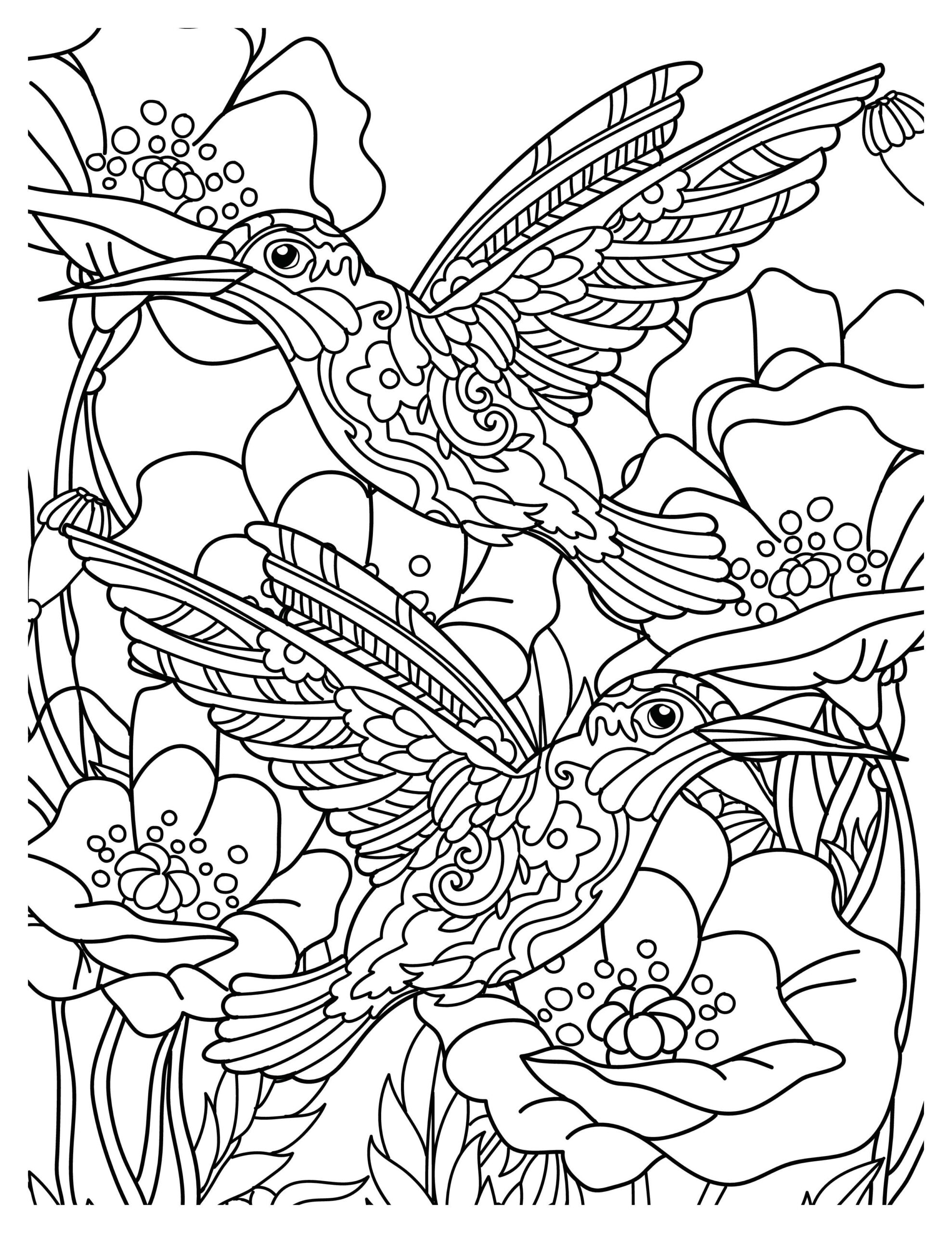 Hummingbirds Coloring Pages : Free Printable Sheets