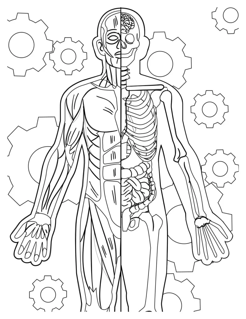 Human Body Coloring Pages Fun And Educational Design For Kids